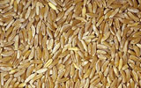AAG, Inc. - Durum wheat